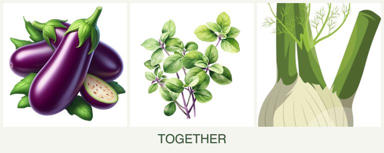 Can you plant eggplant, oregano and fennel together?