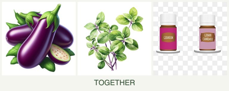 Can you plant eggplant, oregano and geraniums together?