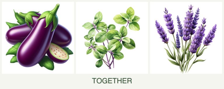 Can you plant eggplant, oregano and lavender together?