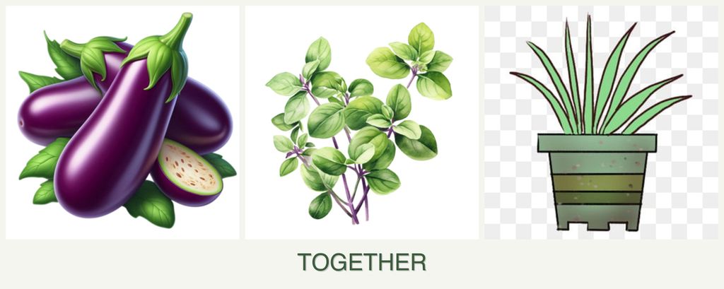 Can you plant eggplant, oregano and lemongrass together?