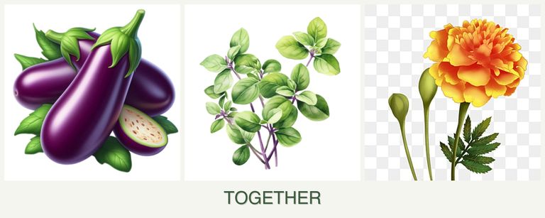Can you plant eggplant, oregano and marigolds together?