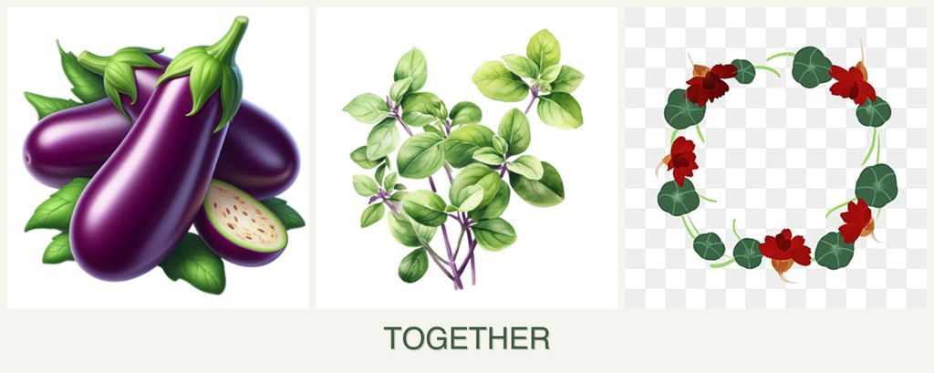 Can you plant eggplant, oregano and nasturtiums together?