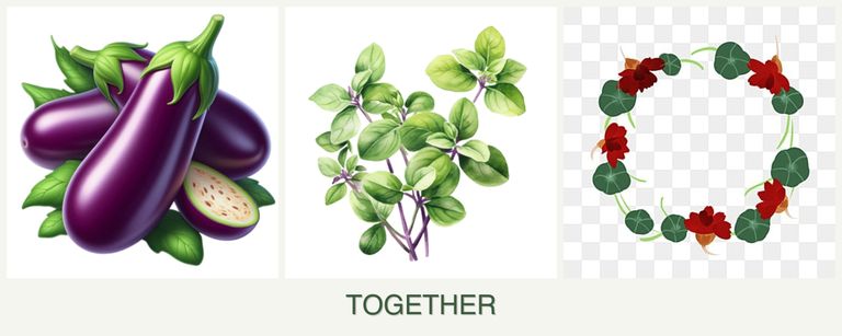 Can you plant eggplant, oregano and nasturtiums together?