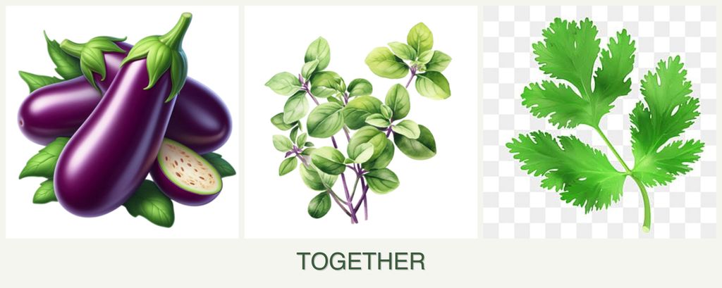 Can you plant eggplant, oregano and parsley together?