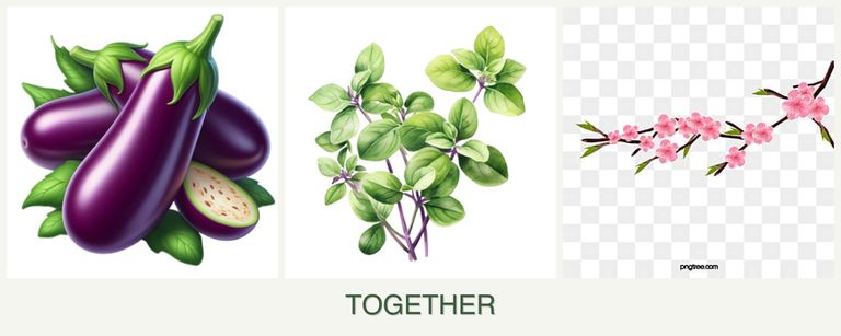 Can you plant eggplant, oregano and peaches together?