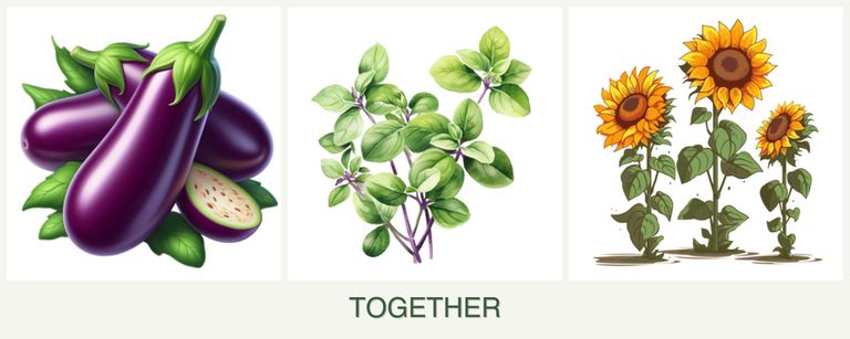 Can you plant eggplant, oregano and sunflowers together?