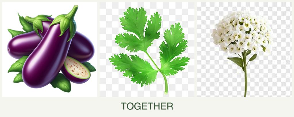 Can you plant eggplant, parsley and alyssum together?