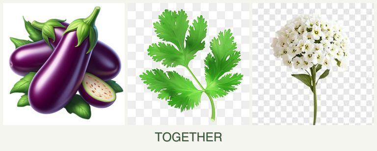 Can you plant eggplant, parsley and alyssum together?