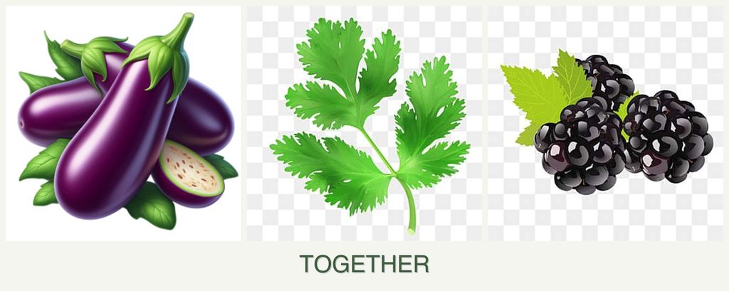 Can you plant eggplant, parsley and blackberries together?