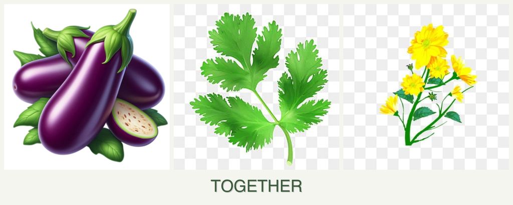 Can you plant eggplant, parsley and calendula together?