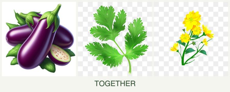 Can you plant eggplant, parsley and calendula together?