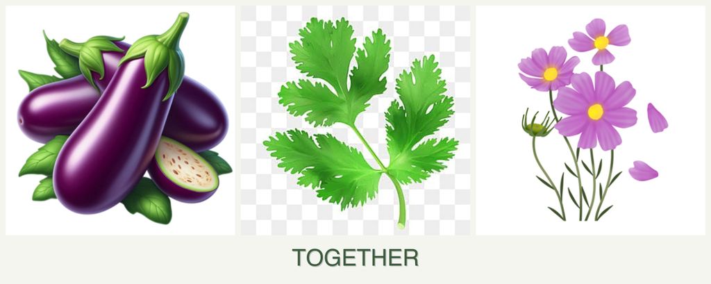 Can you plant eggplant, parsley and cosmos together?