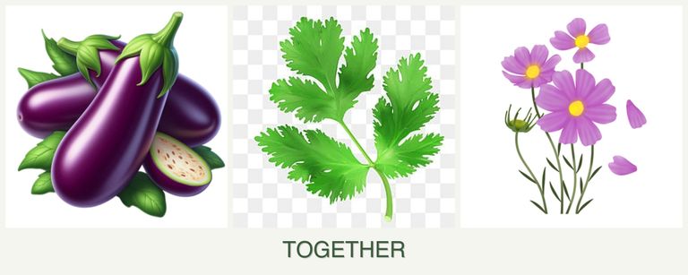 Can you plant eggplant, parsley and cosmos together?