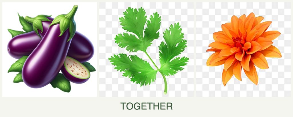 Can you plant eggplant, parsley and dahlias together?