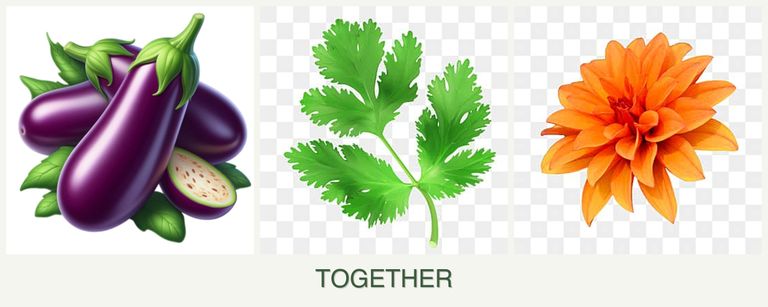 Can you plant eggplant, parsley and dahlias together?