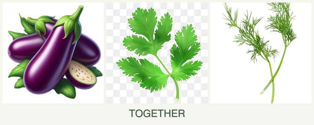 Can you plant eggplant, parsley and dill together?