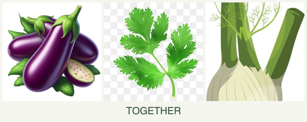 Can you plant eggplant, parsley and fennel together?