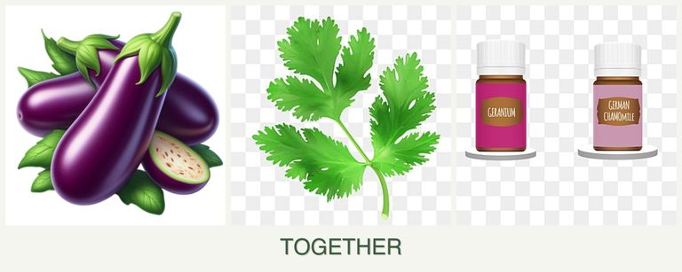 Can you plant eggplant, parsley and geraniums together?