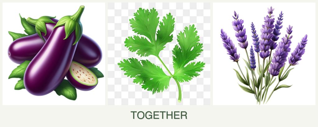 Can you plant eggplant, parsley and lavender together?
