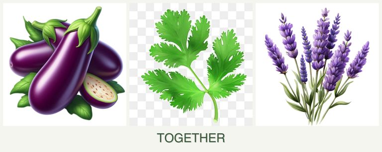 Can you plant eggplant, parsley and lavender together?