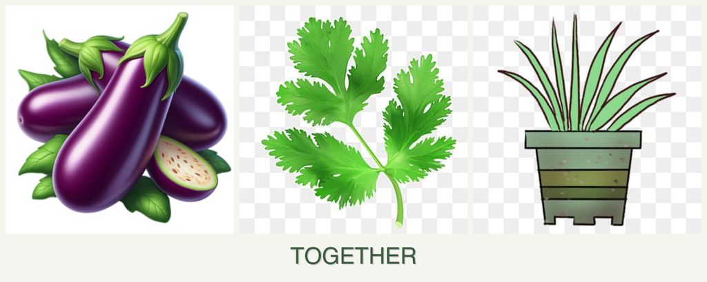Can you plant eggplant, parsley and lemongrass together?