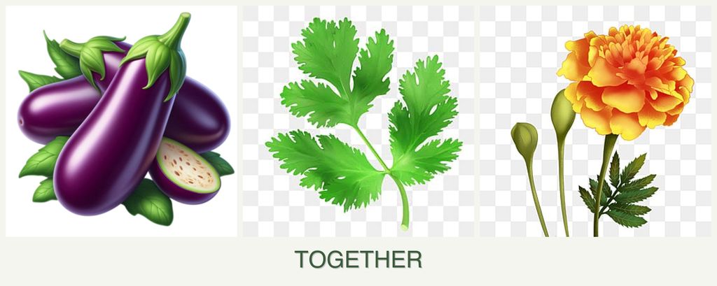Can you plant eggplant, parsley and marigolds together?