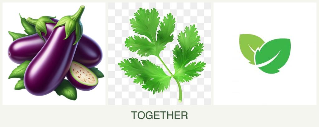 Can you plant eggplant, parsley and mint together?