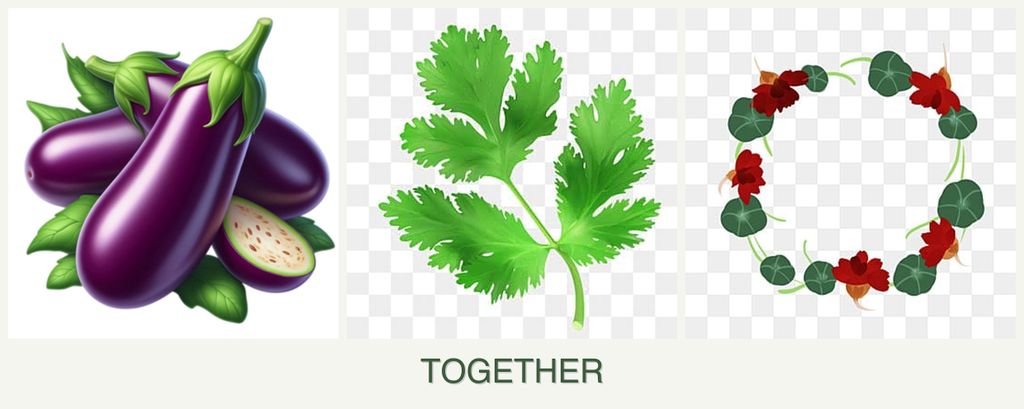 Can you plant eggplant, parsley and nasturtiums together?
