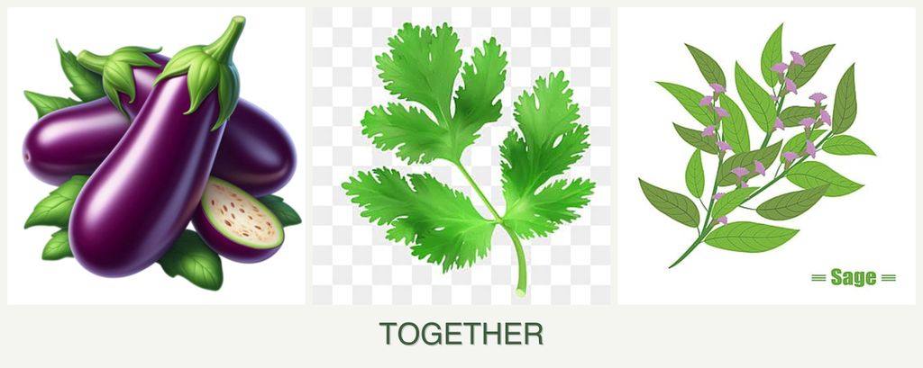 Can you plant eggplant, parsley and sage together?