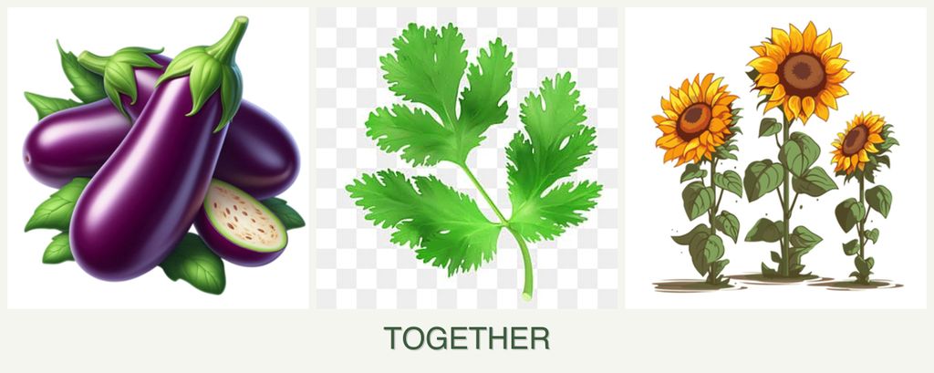 Can you plant eggplant, parsley and sunflowers together?