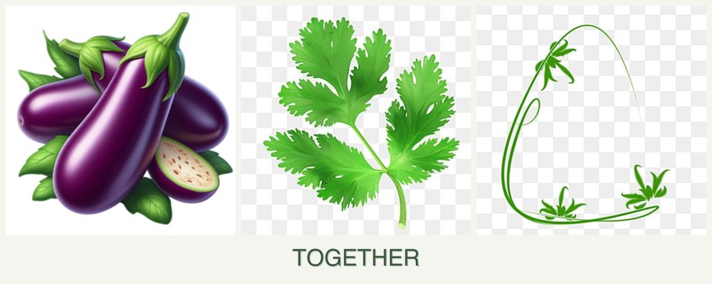 Can you plant eggplant, parsley and tarragon together?