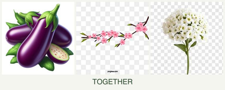 Can you plant eggplant, peaches and alyssum together?