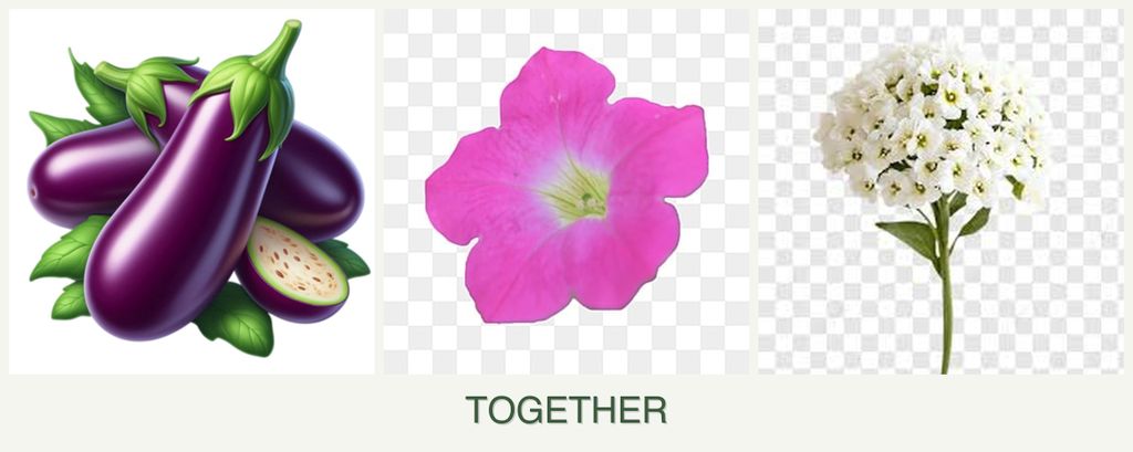 Can you plant eggplant, petunias and alyssum together?