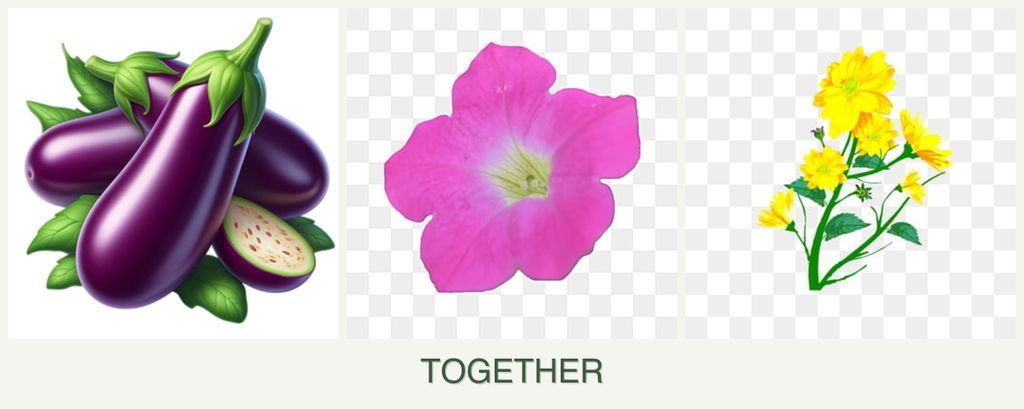 Can you plant eggplant, petunias and calendula together?