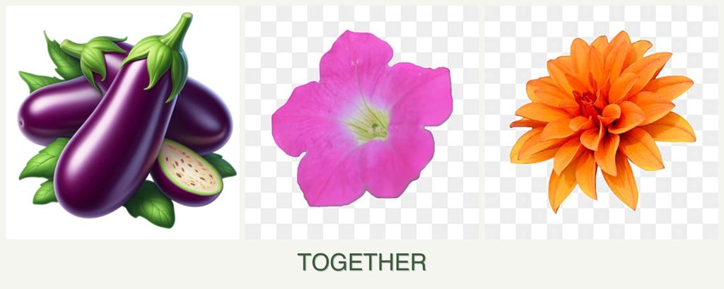 Can you plant eggplant, petunias and dahlias together?