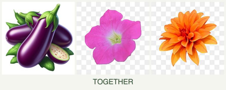 Can you plant eggplant, petunias and dahlias together?