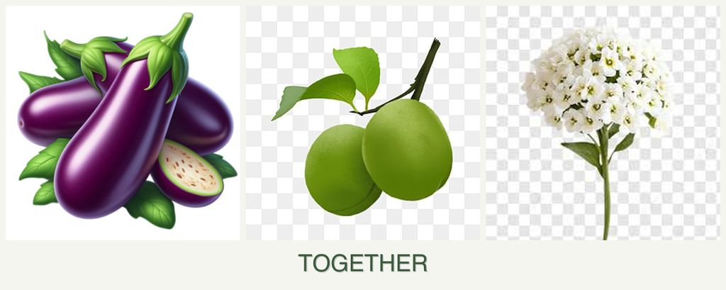 Can you plant eggplant, plums and alyssum together?