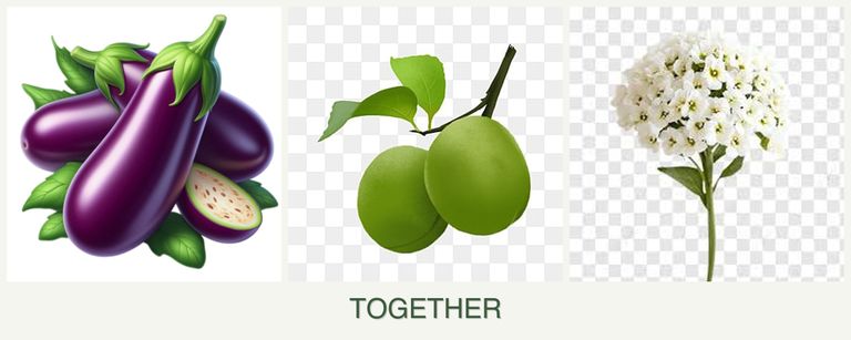 Can you plant eggplant, plums and alyssum together?