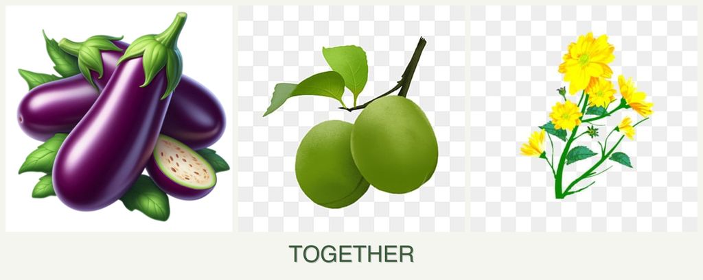 Can you plant eggplant, plums and calendula together?