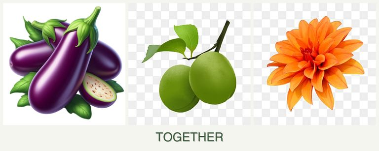 Can you plant eggplant, plums and dahlias together?