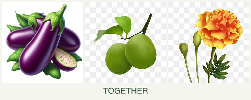 Can you plant eggplant, plums and marigolds together?