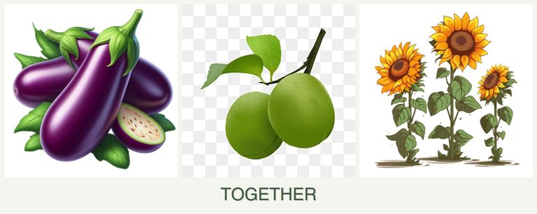Can you plant eggplant, plums and sunflowers together?