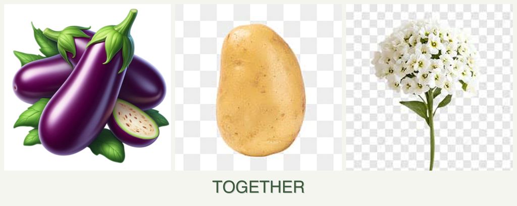 Can you plant eggplant, potatoes and alyssum together?