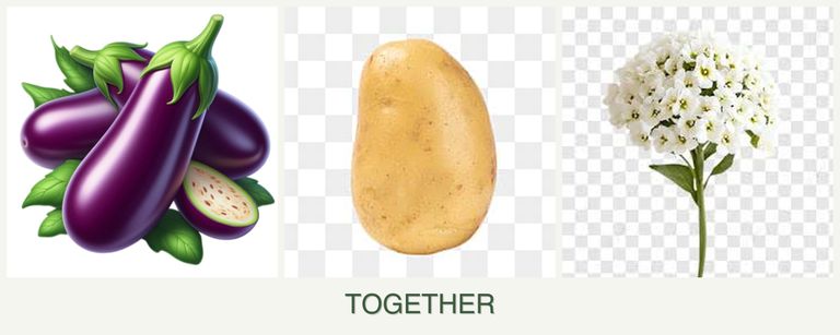 Can you plant eggplant, potatoes and alyssum together?