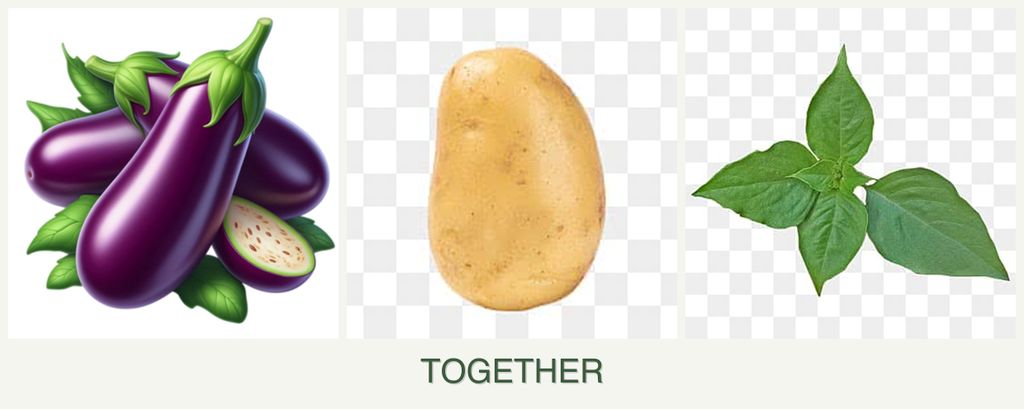 Can you plant eggplant, potatoes and basil together?