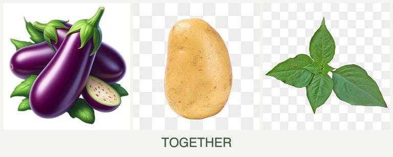 Can you plant eggplant, potatoes and basil together?