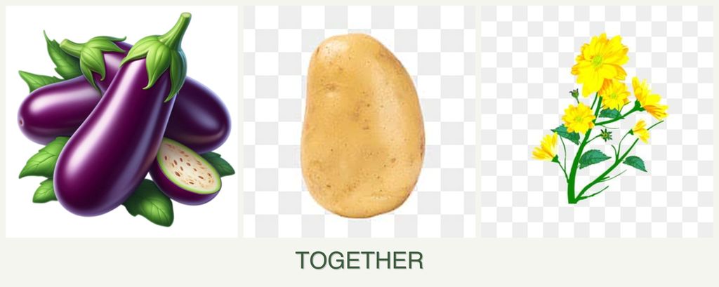 Can you plant eggplant, potatoes and calendula together?