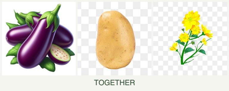 Can you plant eggplant, potatoes and calendula together?