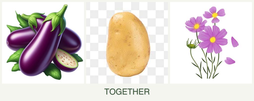 Can you plant eggplant, potatoes and cosmos together?