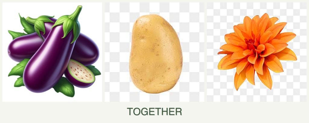Can you plant eggplant, potatoes and dahlias together?